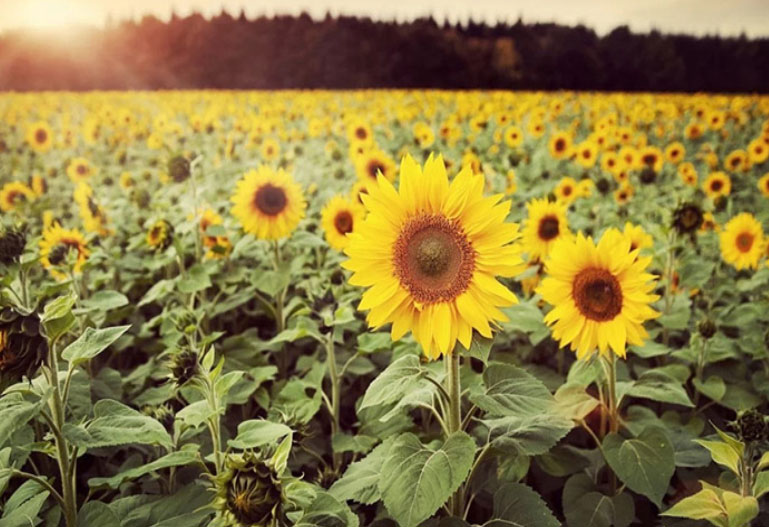 Photoshop 如何使用滤镜液化工具把人物发型处理成卷发效果